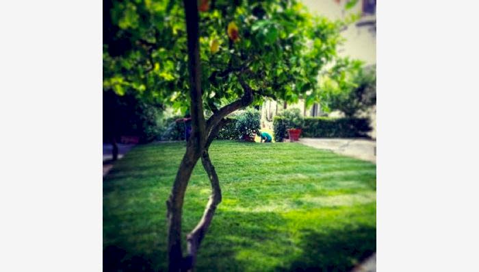 Beşiktaş Hazır Rulo Çim